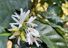Load image into Gallery viewer, Decaf Royal Espresso Blend