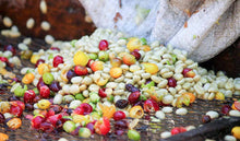 Load image into Gallery viewer, Coffee cherries
