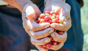 Red coffee cherries in a farmer's hands. 