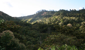 Fair trade, shade-grown coffee grown by cooperatives in Chiapas, Mexico. 