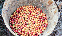 Load image into Gallery viewer, Organic , freshly harvest coffee cherries in a basket. 
