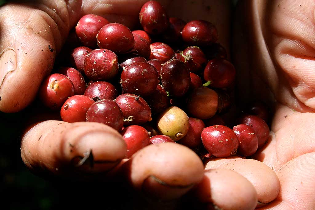 Organic, fair trade, sustainable, shade-grown, and bird-friendly coffee. Roasted in the Pacific Northwest.