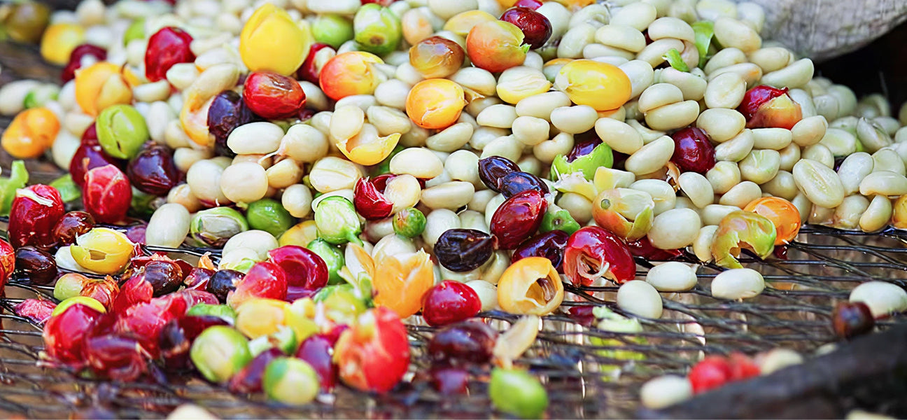 Assorted colorful beans and seeds on a woven surface