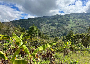 Decaf Mochó Blend