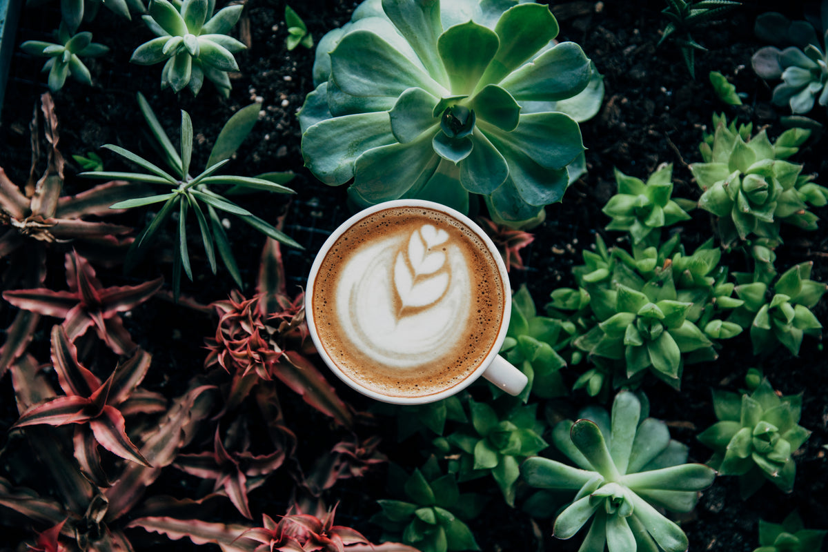 coffee-in-plants