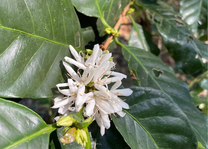 Sierra Madre Roast