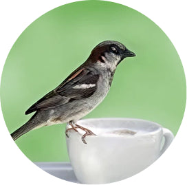 Bird perched on a white cup against a green background