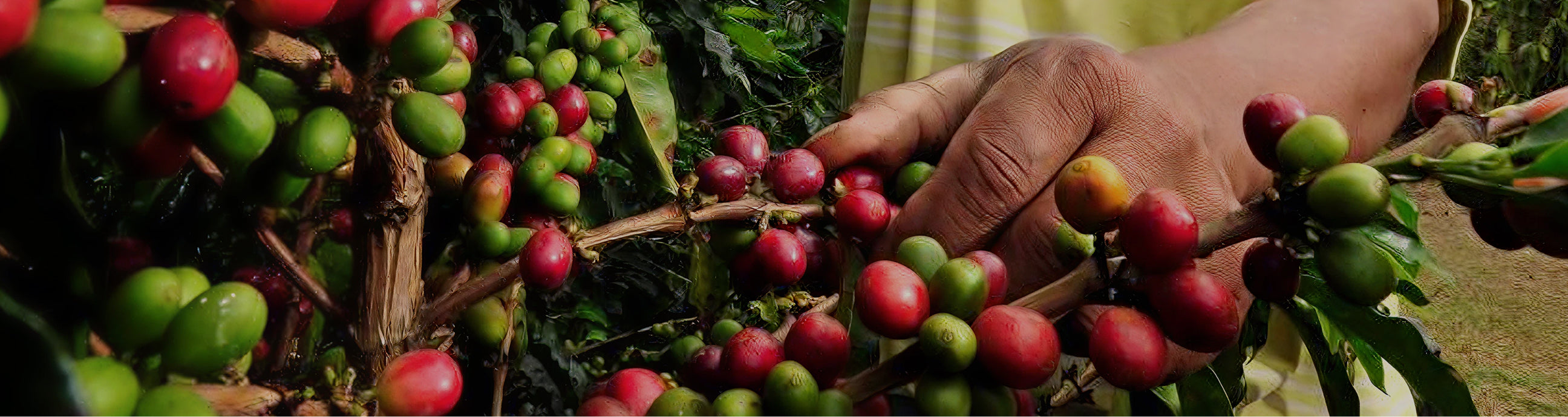 Hand picking coffee berries from a branch with green and red coffee fruits.