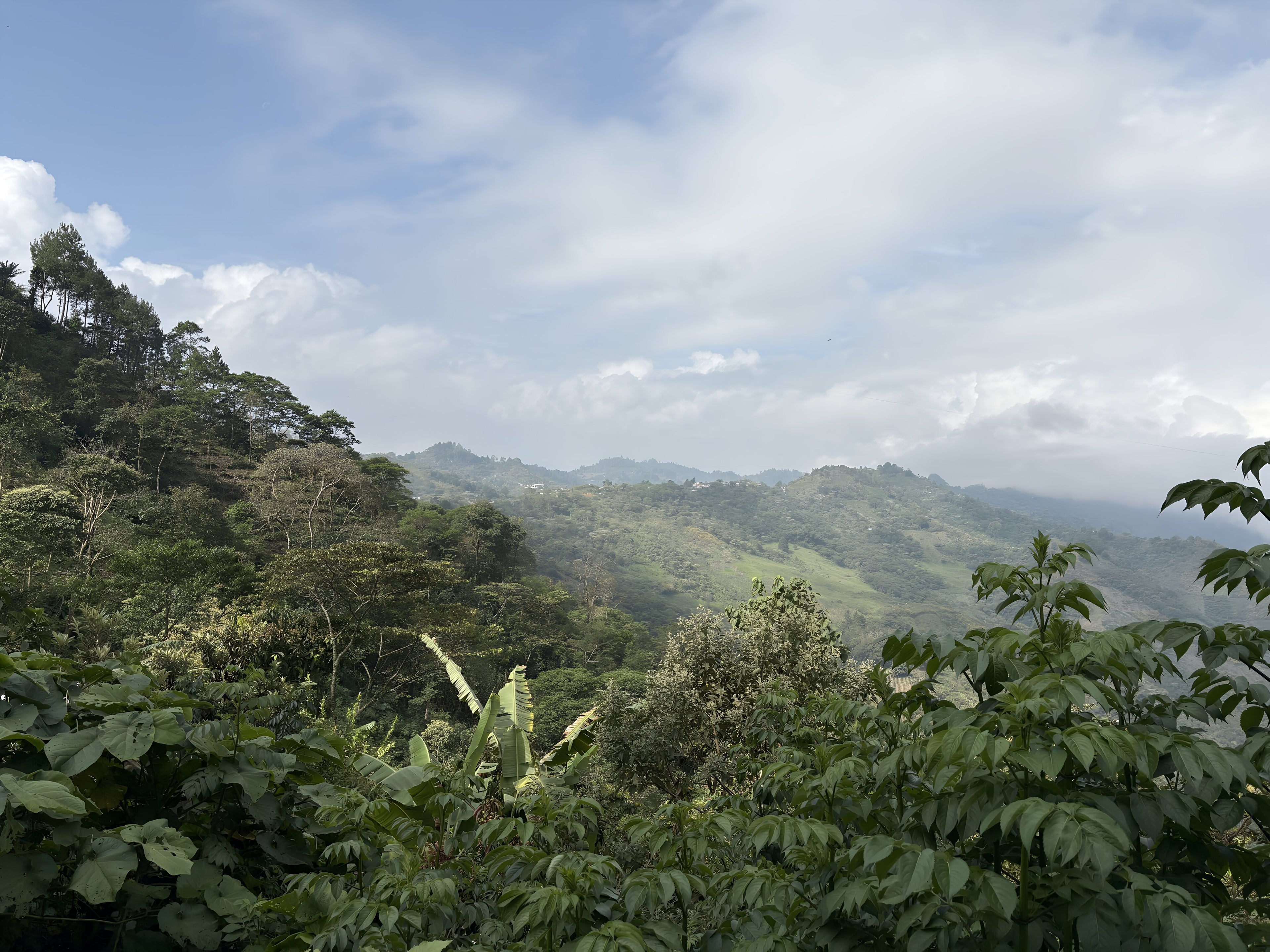 Scenic view of a lush green forest with mountains in the background under a blue sky.