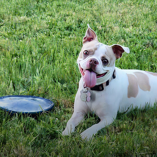 Dog with a blue frisbee on grass