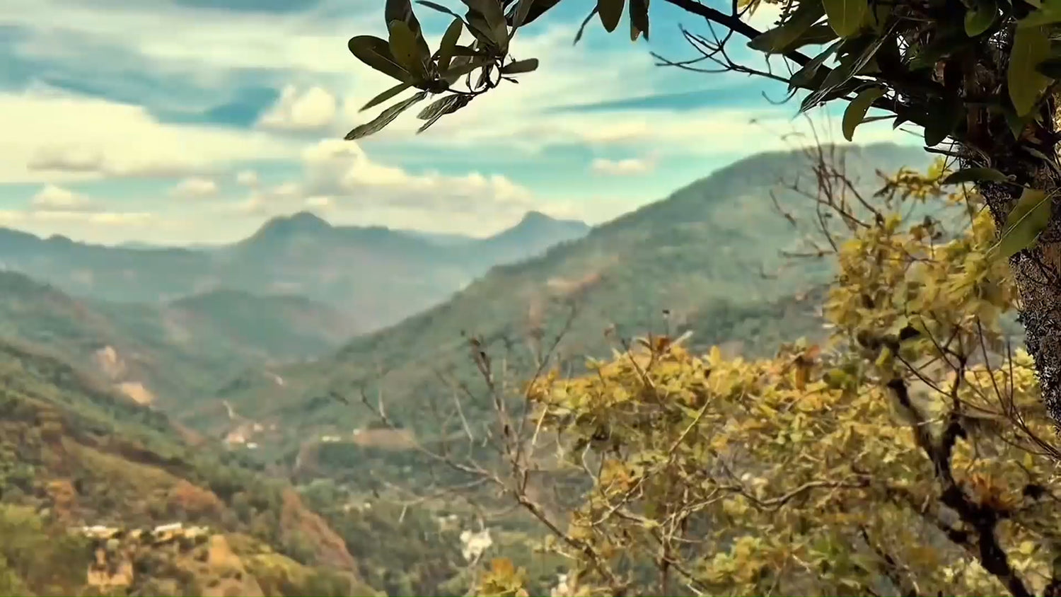 Café Mam coffee is grown by Maya farmer cooperatives in the highlands of Chiapas, Mexico. These farmers use traditional, sustainable methods passed down through generations, producing high-quality organic coffee while protecting their land and communities.