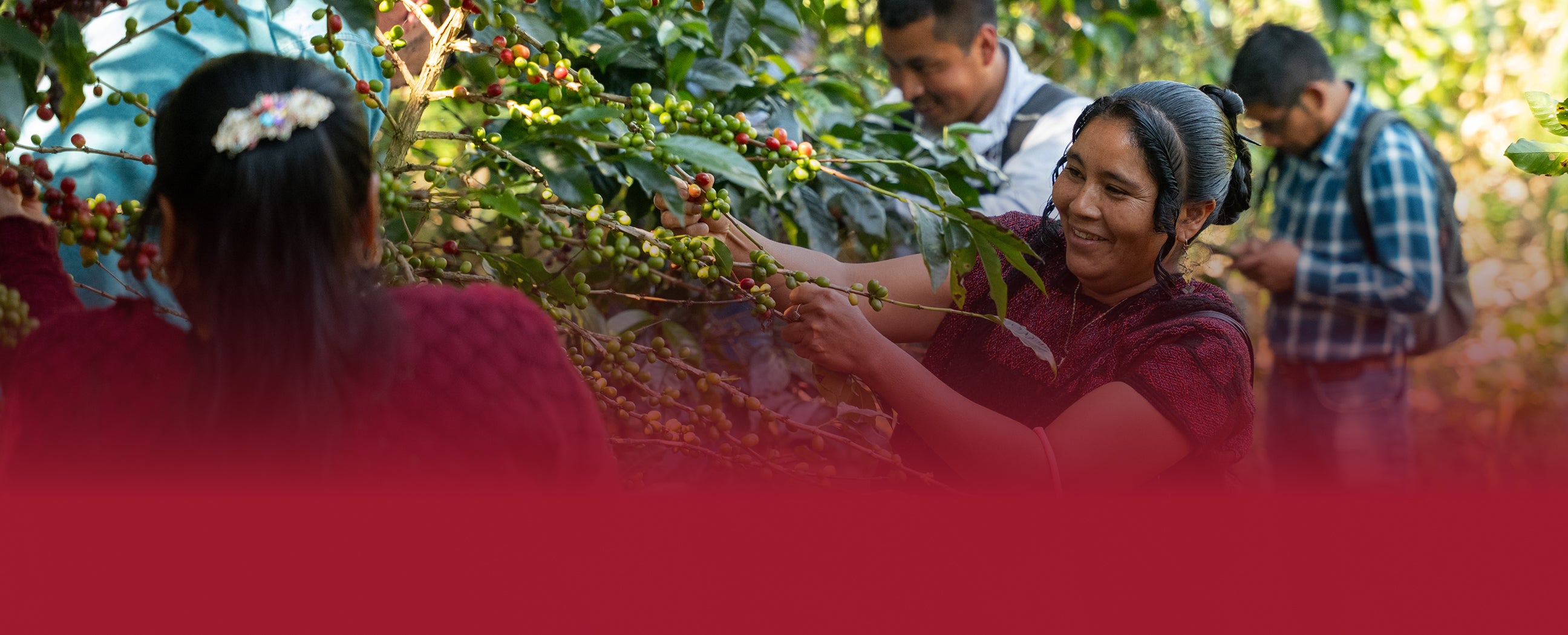 People working with coffee plants in a field
