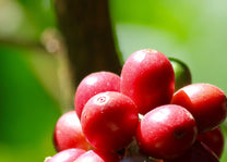 Coffee cherries