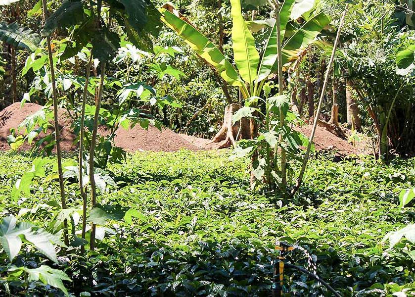 Shade-grown, organic coffee. 