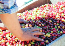 Freshly harvested coffee cherries. 