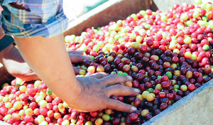 Freshly harvested coffee cherries. 