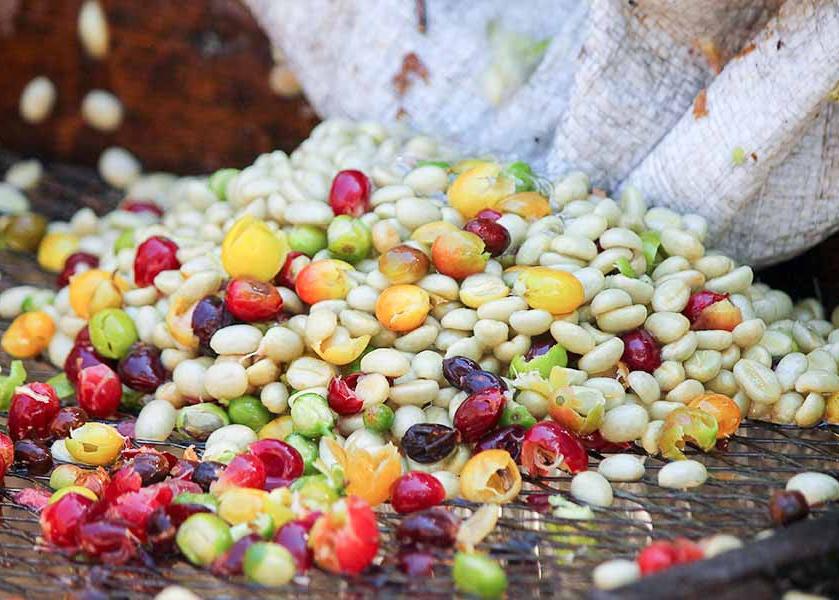 Coffee cherries