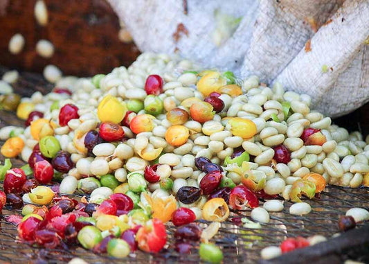 Coffee cherries