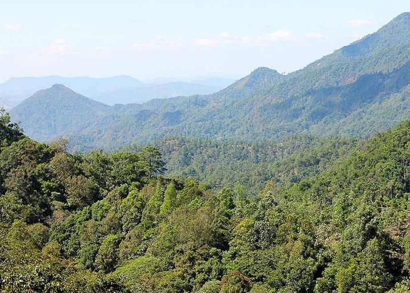 Highlands of Chiapas, Mexico. Organic, fair trade, shade-grown coffee.