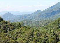 Highlands of Chiapas, Mexico. Organic, fair trade, shade-grown coffee.