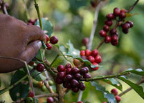 Coffee cherries being harvested.