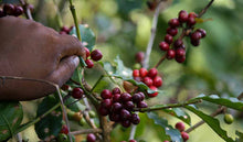 Load image into Gallery viewer, Coffee cherries being harvested.
