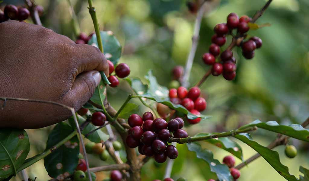 Coffee cherries being harvested.