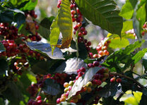 Organic coffee beans. Single origin coffee from Chiapas, Mexico. 