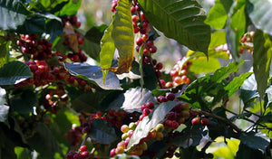 Organic coffee beans. Single origin coffee from Chiapas, Mexico. 