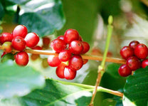 Red coffee cherries growing on the tree in Chiapas, Mexico.