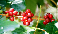 Load image into Gallery viewer, Red coffee cherries growing on the tree in Chiapas, Mexico.
