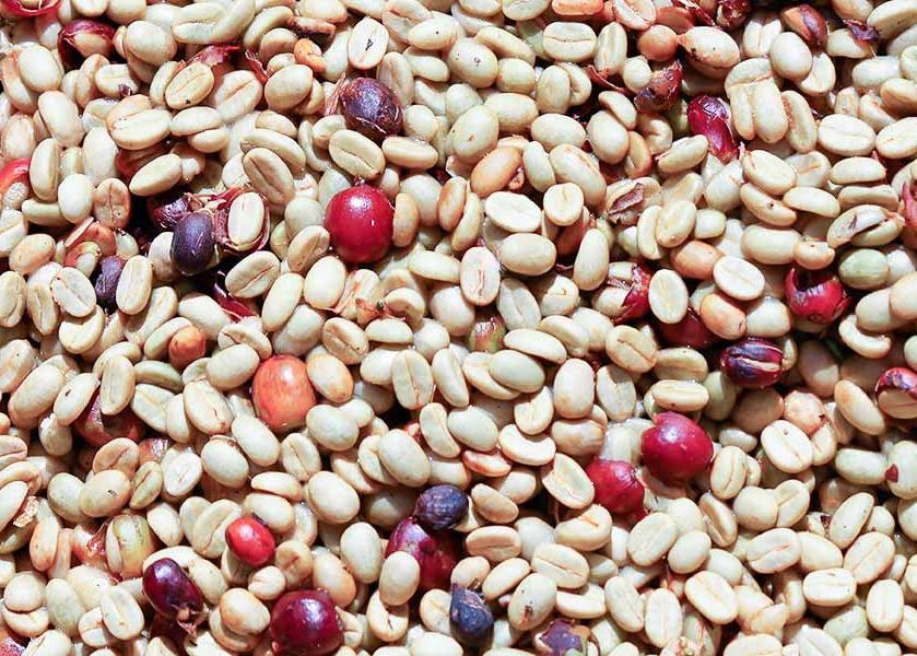 Fermenting coffee beans. 