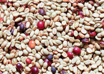 Fermenting coffee beans. 