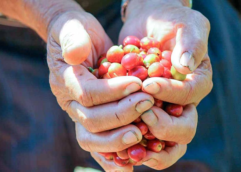 Red coffee cherries in a farmer's hands. 