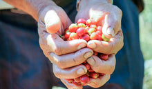 Load image into Gallery viewer, Red coffee cherries in a farmer&#39;s hands. 
