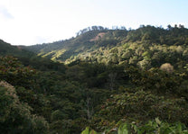 Shade-grown coffee, Chiapas, Mexico.
