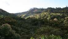 Load image into Gallery viewer, Highlands of Chiapas, Mexico. Organic, fair trade, shade-grown coffee.
