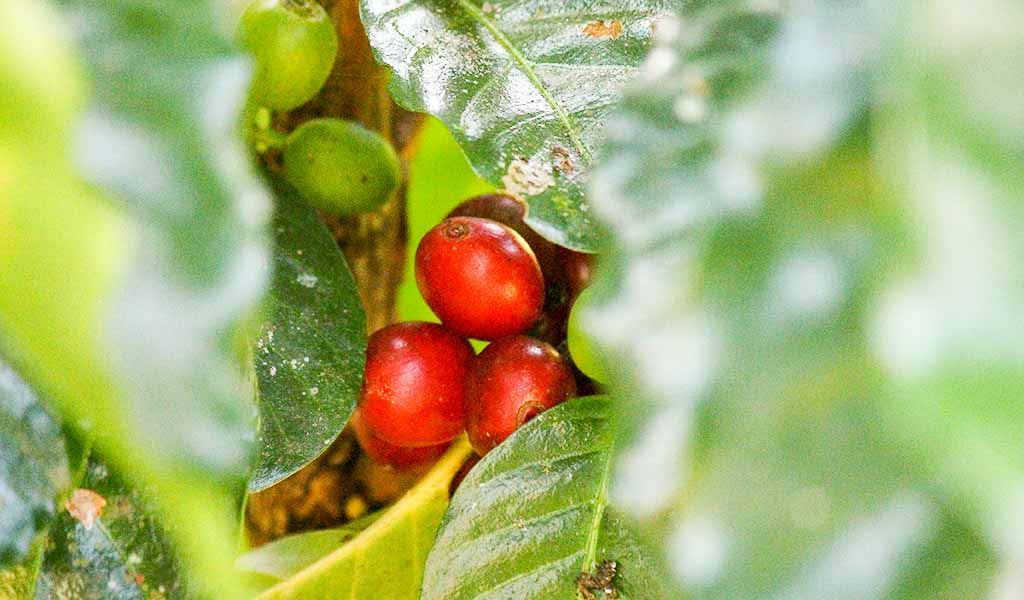Coffee cherries on the plant. 