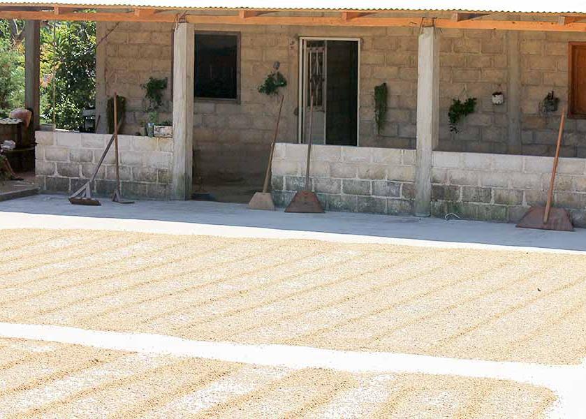 Coffee beans drying in the sun. 