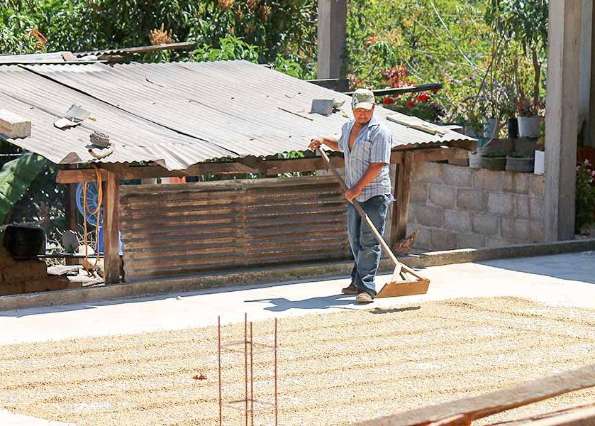 Organic coffee farmer spreading beans to dry in the sun. 