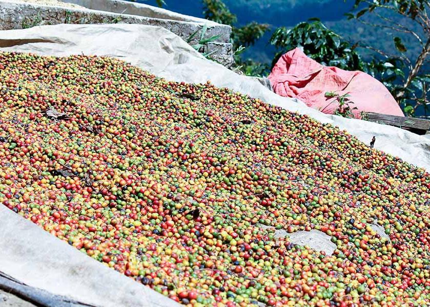Coffee cherries drying in the sun. 