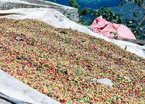 Coffee cherries drying in the sun. 