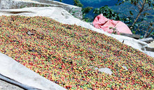 Load image into Gallery viewer, Coffee cherries drying in the sun. 
