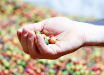 Freshly harvested coffee cherries. 