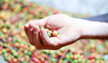 Load image into Gallery viewer, Freshly harvested coffee cherries. 
