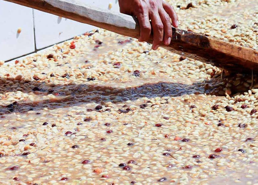 Coffee fermentation process. 