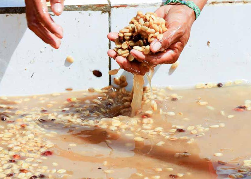 Coffee fermentation process in Chiapas, Mexico.