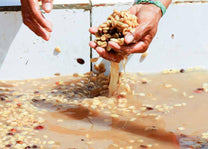 Coffee fermentation process in Chiapas, Mexico.