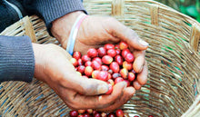 Load image into Gallery viewer, Coffee cherries, freshly harvested. 
