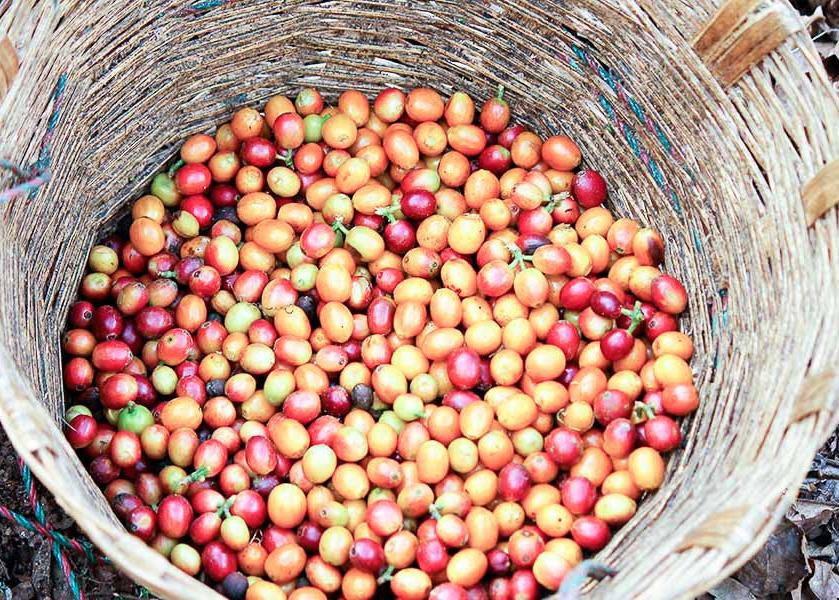 Organic , freshly harvest coffee cherries in a basket. 